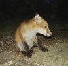 fox cub at night 3