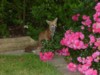 fox cub and roses