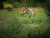 fox cub portrait