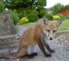 fox cub sitting