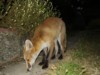 fox cub on path