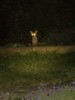 cub zoomed