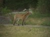 fox cub