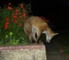 fox cub curl