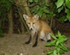 Fox cub in woodland shade 2