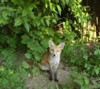 fox cub in woodland shade 3