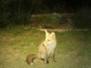 fox cub sitting