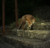 fox cub on steps