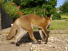 cub from rear