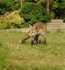 Cub on lawn