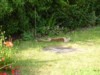 fox cub sunbathing 3
