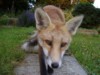 fox cub on path 2