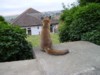 fox cub looking 2