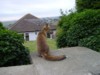 fox cub looking 3