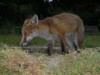 fox cub
