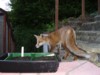 fox cub on steps