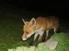 adult urban fox