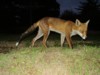 urban fox
