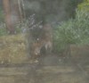 fox lifts egg