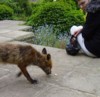 Friendly fox