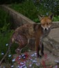 foxy