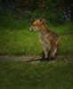 fox sitting