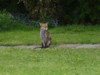 fox resting