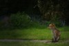 fox spotlit