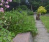 fox on path