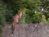 Fox on wall