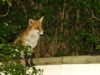 Fox sitting 4
