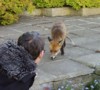 fox hello