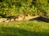 fox running