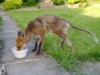 fox feeding