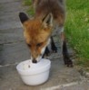 fox bowl