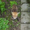 fox eyes!