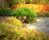 fox garden
