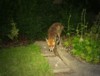 Fox sniffing