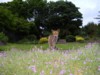 Fox garden