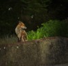 Fox at dusk 2