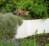 fox poised to leap