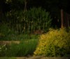 fox caching food