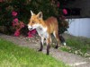 fox stand