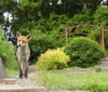 fox on path