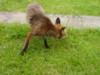 fox twister