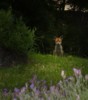 fox at dusk