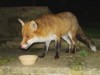 fox and bowl