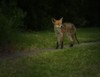 Fox at Dusk 1