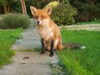 Daytime Fox