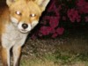fox close-up